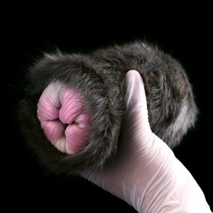 G-F6231 Artificial Animal Cat Pussy Design Silicone Masturbators Ass Doll For Men