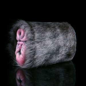 G-F6233 Rhinoceros Pussy Sex Toy Male Masturbator With Double Channel